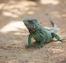 green iguana