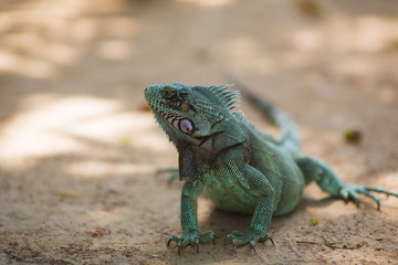Green iguana