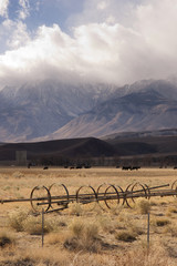 Owen's Vally Sierra Neveda Mountains Livestock Cattle Ranch