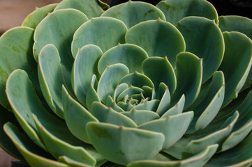 Fototapeta premium Sedum plant with blue green leaves