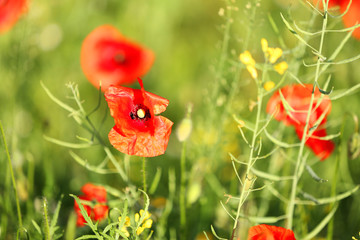 Meadow with beautiful bright red poppy flowers in spring