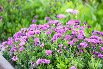 Obraz premium Beautiful flowers in garden