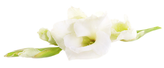 beautiful gladiolus flower, isolated on white