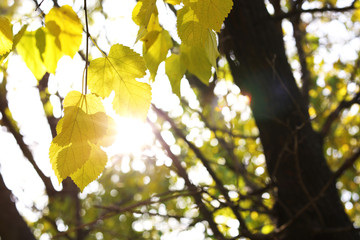 Beautiful autumn leaves