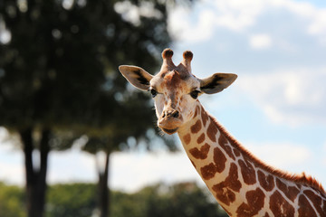 giraffe