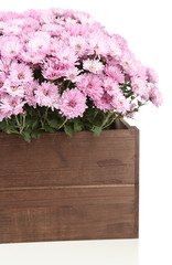 Chrysanthemum bush in wooden box isolated on white
