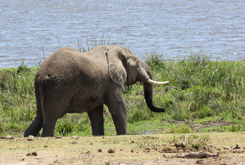 Fototapeta premium Elefant am See