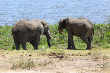 Fototapeta na wymiar Elefanten am See