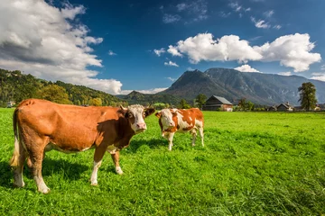 Wandcirkels aluminium Koeien op de wei in de Alpen © shaiith