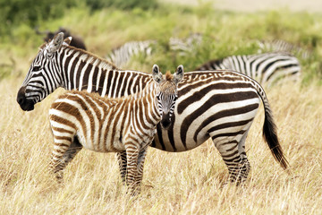 Fototapeta na wymiar Zebras on the Masai Mara in Africa