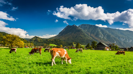 Fototapeta na wymiar Herd of cows grazing in Alps