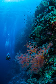 Diver and sea fan Muricella sp. in Banda, Indonesia underwater
