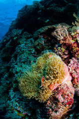 Naklejka na ściany i meble Anemone, clownfish, soft coral in Banda, Indonesia underwater