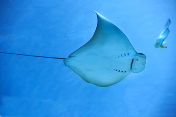 Electric ray fish in ocean