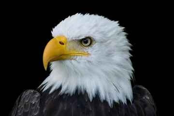 Poster Close-up portret van American Bald Eagle © mayabuns