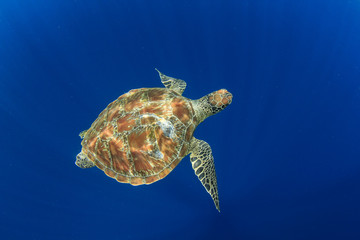 Naklejka premium Green Sea Turtle (Chelonia mydas)