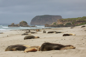 Sea lions sleeping on Australian beach
