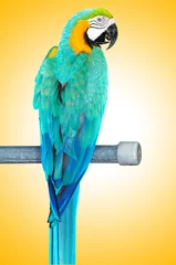 Zelfklevend Fotobehang Papegaai Colourful parrot bird sitting on the perch
