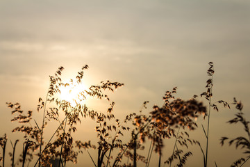 Silhouette lower corner of natal grass, melinis repens, zizka.