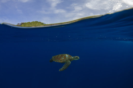 Green Sea Turtle and tropical paradise island