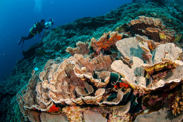 Fototapeta na wymiar Diver, cabbage coral in Banda, Indonesia underwater photo
