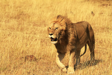 Lion on the Masai Mara in Africa