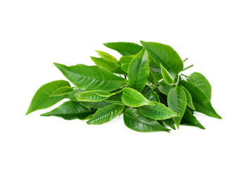 green tea leaf isolated on white background - obrazy, fototapety, plakaty
