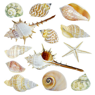 Sea shells collection. Exotic sea shells isolated in white background