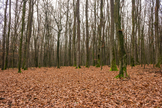 autumn forest with red foliage