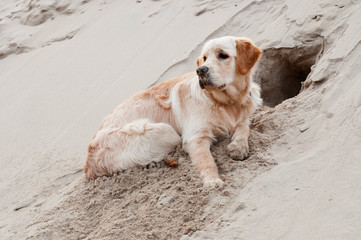 Puppy dug a hole in the sand