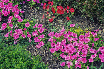 Fuchsia and red petunias