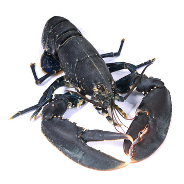 homard vivant