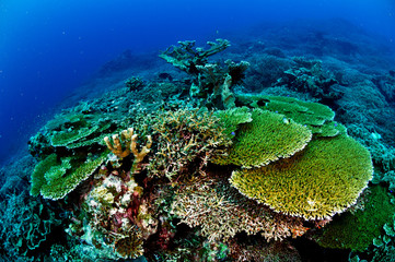 Fototapeta na wymiar Various hard coral reefs in Banda, Indonesia underwater photo