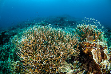 Naklejka na ściany i meble Various hard coral reefs in Banda, Indonesia underwater photo