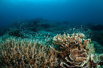 Naklejka na ściany i meble Various hard coral reefs in Banda, Indonesia underwater photo