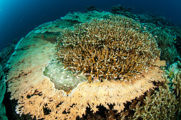 Naklejka na ściany i meble Various hard coral reefs in Banda, Indonesia underwater