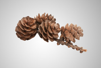 Pine cone
