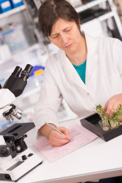 woman study of genetic modified GMO plants in the laboratory