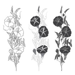 Set of bindweed isolated on white background. Hand drawn vector