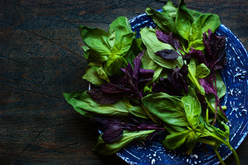 Green and red basil on the blue plate on the dark background