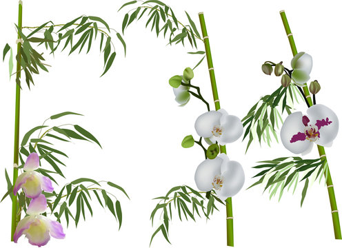 green bamboo and orchids collection isolated on white