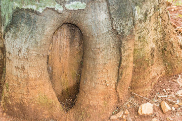 hole in a tree
