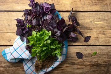 Green and red basil on the wooden table