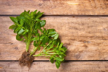 Green basil on the wooden table
