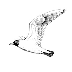 Obraz premium Seagulls. Hand drawn vector llustration, realistic sketch.