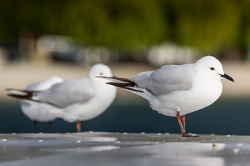 Seagulls ower nature background.