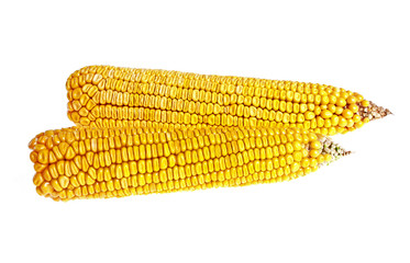 Fresh corn isolated on a white background