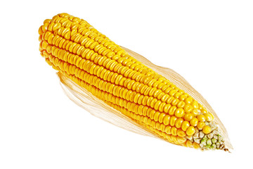 Fresh corn isolated on a white background