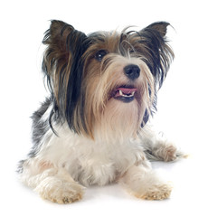 biewer yorkshire terrier