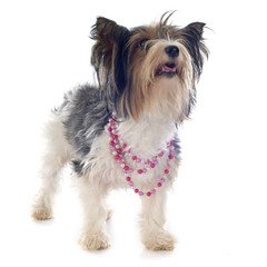 biewer yorkshire terrier